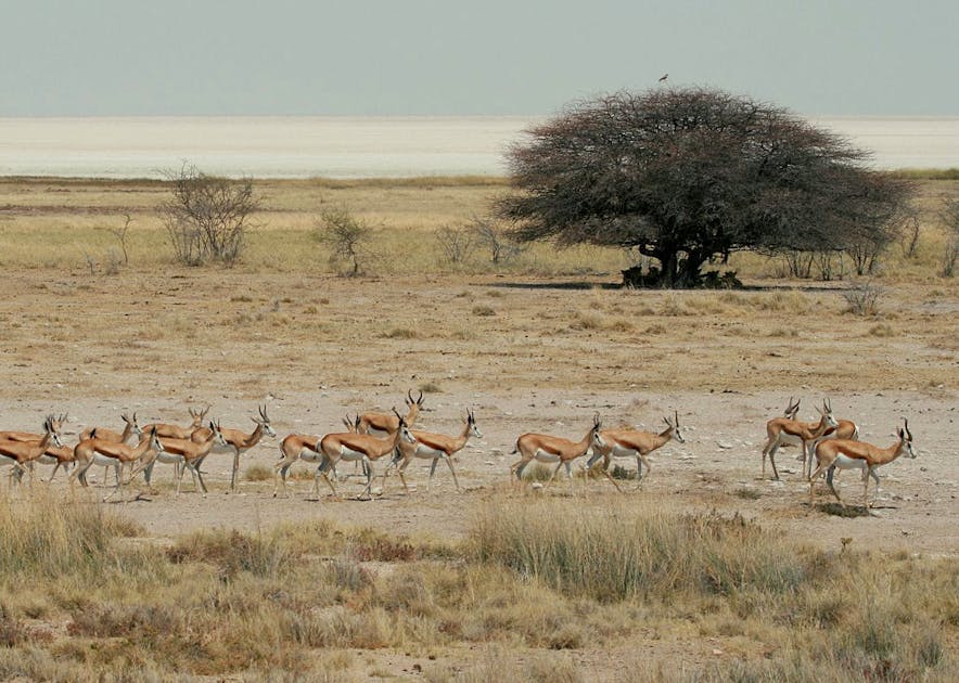 Qadimgi jinsiy aloqa video